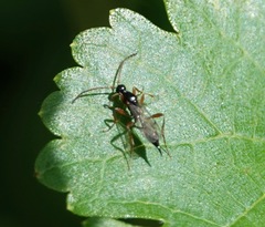 Exallonyx