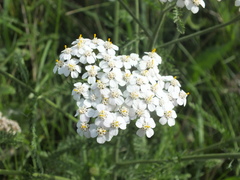 Achillea millefolium