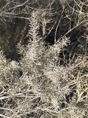 Cristaria glaucophylla