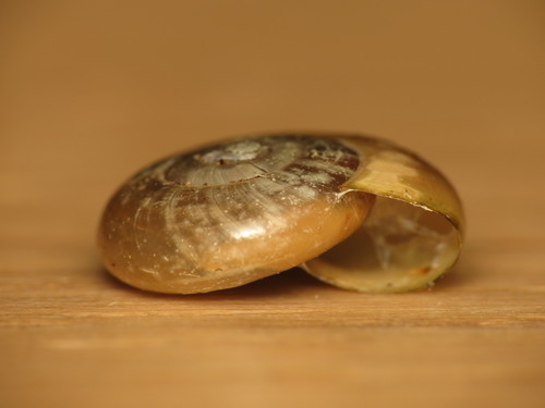 smooth glass snail