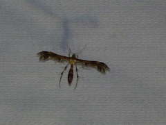 Oxyptilini