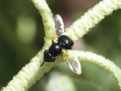 Ulidia apicalis