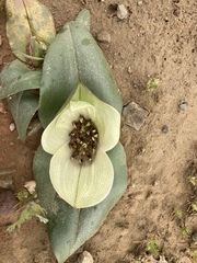 Colchicum coloratum burchellii