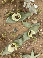 Colchicum coloratum burchellii