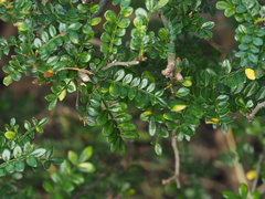 Zanthoxylum beecheyanum