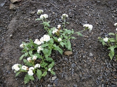 Heliotropium styligerum