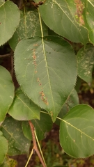 Pyrus ussuriensis