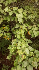 Pyrus ussuriensis
