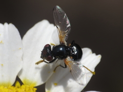 Ulidia apicalis