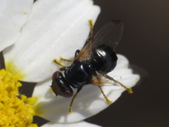 Ulidia apicalis