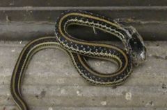 Thamnophis sirtalis annectens
