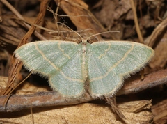 Chlorochlamys appellaria