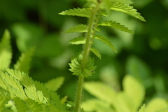 Agrimonia parviflora