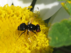 Ulidia apicalis