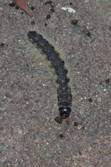 Phalera flavescens