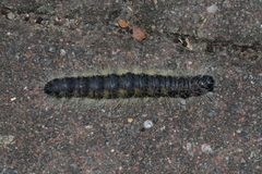 Phalera flavescens