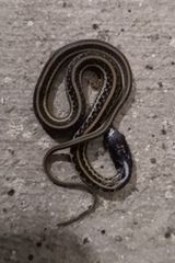 Thamnophis sirtalis annectens