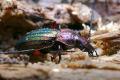 Carabus auronitens festivus