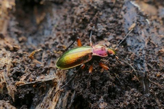 Carabus auronitens festivus
