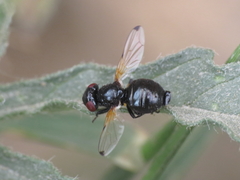 Ulidia apicalis