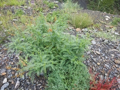 Astragalus galegiformis
