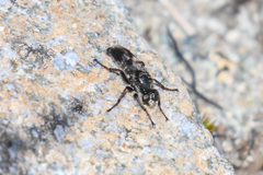 Cyrtopogon bimaculus
