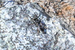 Cyrtopogon bimaculus