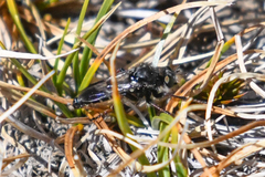 Cyrtopogon bimaculus
