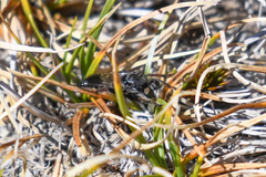 Cyrtopogon bimaculus
