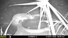 Cricetomys gambianus