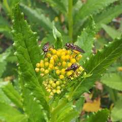 Senecio linearifolius latifolius