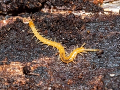 Cryptopidae