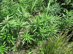 Vincetoxicum sibiricum