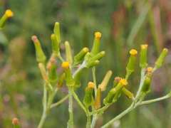 Senecio gunnii