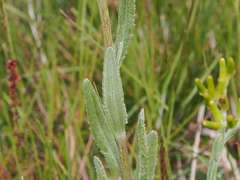 Senecio gunnii