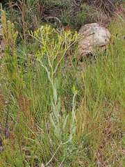Senecio gunnii
