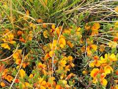 Pultenaea fasciculata