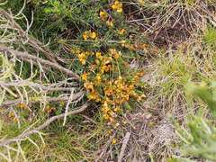 Pultenaea fasciculata
