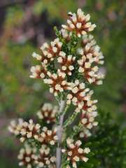Ozothamnus cupressoides