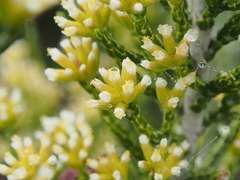 Ozothamnus cupressoides