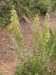 Ozothamnus cupressoides