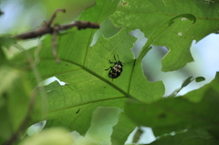 Leptinotarsa lacerata