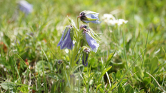 Campanula alpina