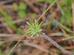 Chaerophyllum eriopodum