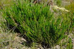 Pteronia tenuifolia