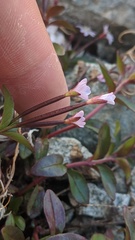 Epilobium clavatum