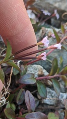 Epilobium clavatum