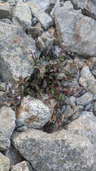 Epilobium clavatum
