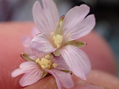 Epilobium clavatum