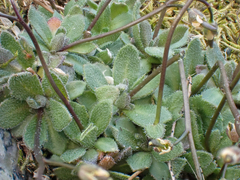 Draba stenoloba